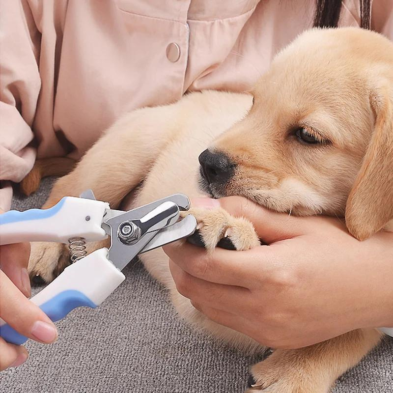 Paws and Claws: The Importance of Regular Pet Nail Care and How to Master DIY Nail Trims