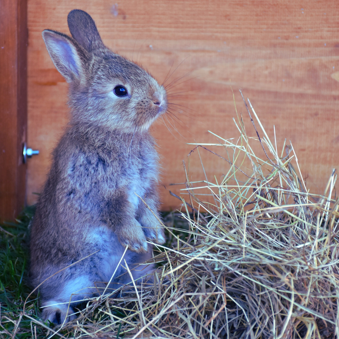 How to Keep Your Pet Bunny from Chewing Everything