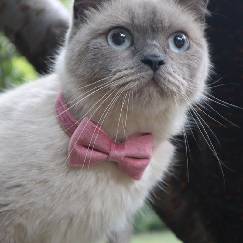 Bowtie Collar