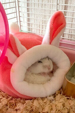 Animal Shaped Cage Bed