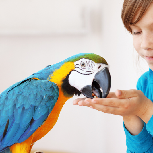 Common Parrot Behavioral Issues: A Guide for Pet Owners