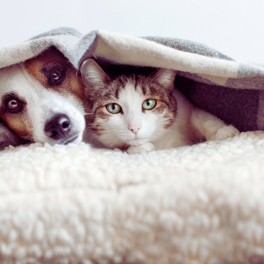 Keeping Your Pets Safe and Warm in Cold Weather