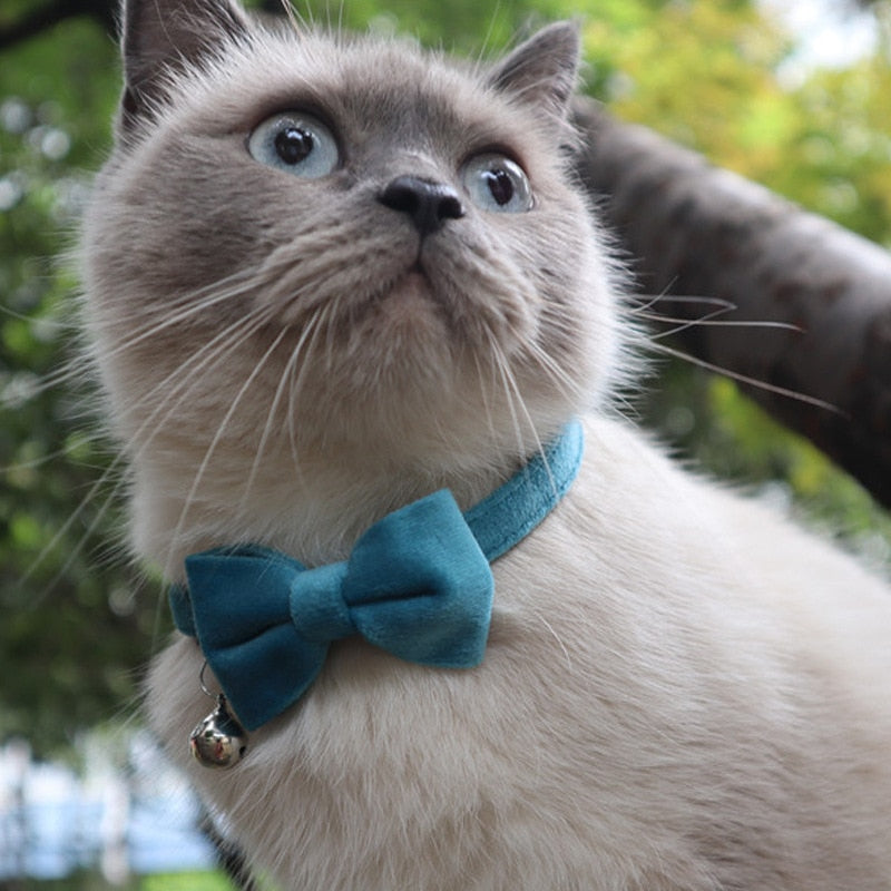 Bowtie Collar