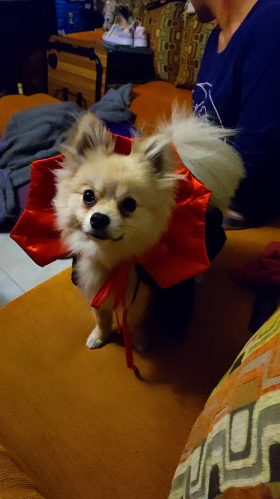 Vampire Cloak for Pets