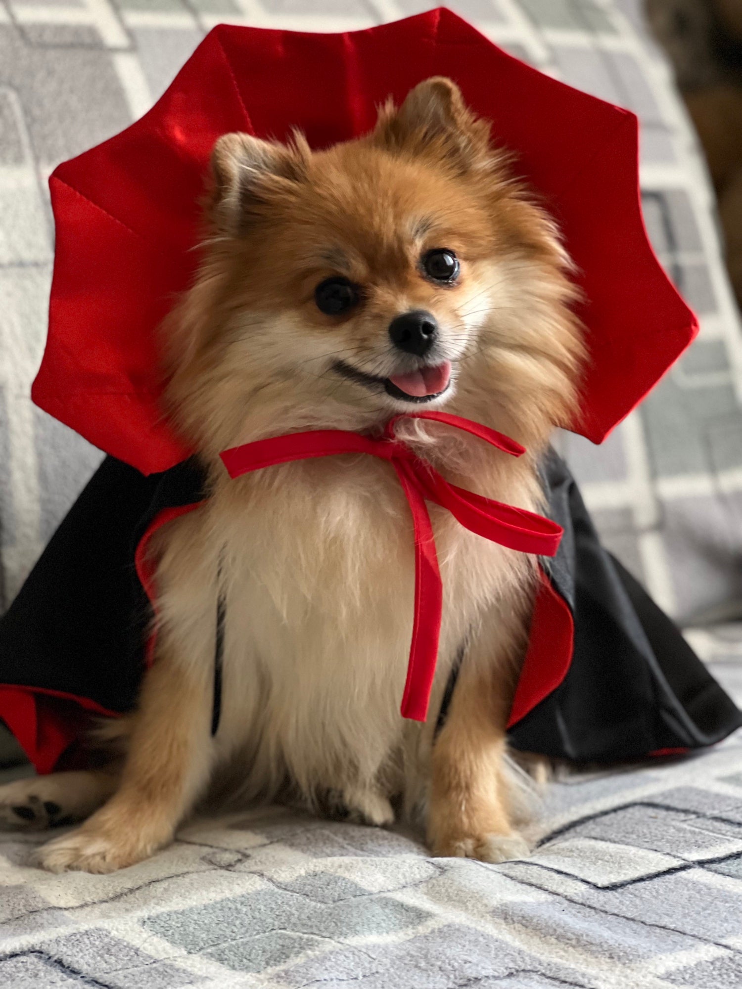 Vampire Cloak for Pets