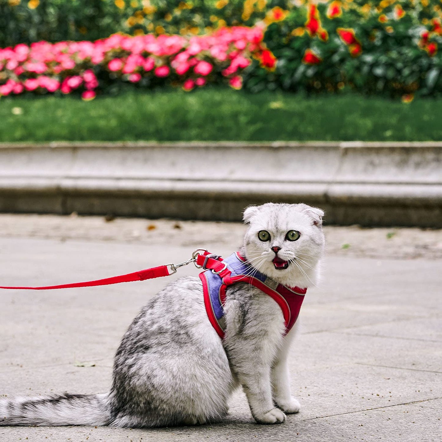 Colorful Pet Harness